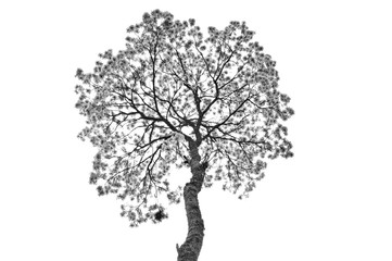 Guayacan tree in black and white from contrapicado point of view