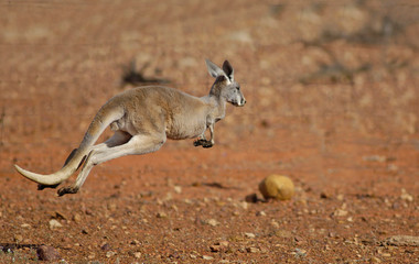 Kangaroo on the run in outback Queensland, Australia.