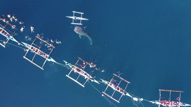 Aerial view Oslob Whale Shark Watching, Fishermen feed whale shark from boat for tourists are watching whale shark in the Oslob, Cebu Island, Philippines, 4K.