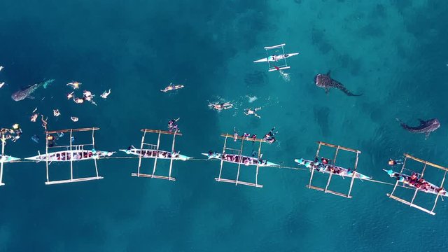 Aerial view Oslob Whale Shark Watching, Fishermen feed whale shark from boat for tourists are watching whale shark in the Oslob, Cebu Island, Philippines, 4K.