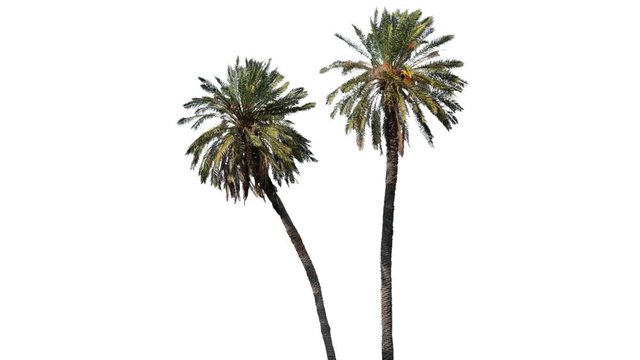 High quality 10bit footage of palm tree on the wind isolated on white background.  Made from 14bit RAW