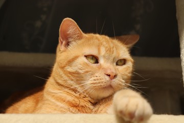 冷たい視線の猫アメリカンショートヘアー