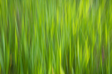 Natural background, green grass. Blur photo in motion.