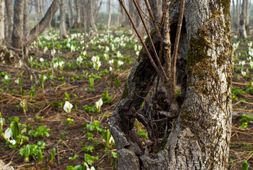 大きな木とミズバショウ
