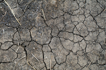Global warming.Cracked land at dry river or lake, metaphor climate change, global warming and water crisis .Young grass grows out of dry ground.Deep cracks earth in the red land as a symbol of hot cli