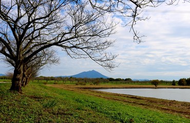 秋　湖　つくば山　桜の木　風景　母子島遊水池