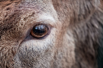 Detailaufnahme Auge Hirsch