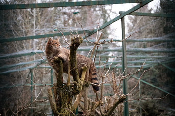 Wildkatze sitzt im Wildpark auf einem Baum