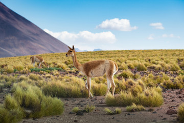 Naklejka na ściany i meble A Vicuna in the Atacama Desert in Chile, South America, Andean Wildlife