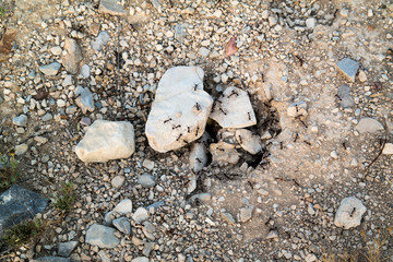 ants on stones in the sand