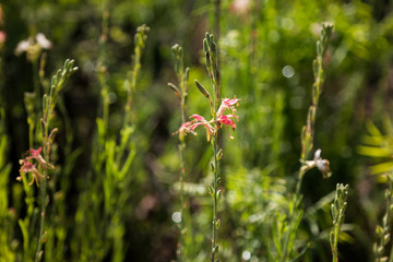 green field of plants
