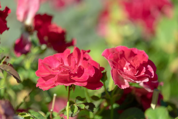 .red roses flower in garden on blurred background