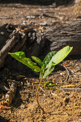 plant growing in soil