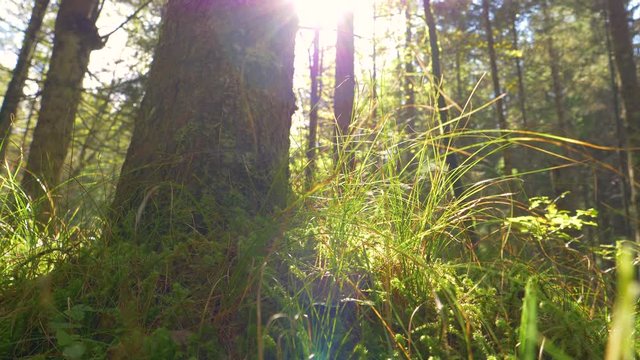 CLOSE UP, LENS FLARE, DOF: Blinding sunrays peer through the canopies and shine on the grassy forest floor. Scenic shot of massive trees in a remote forest stretching out into the bright summer sky.