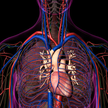 Female Internal Anatomy Of Heart And Circulatory System On Black