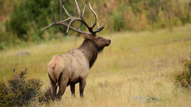 Bull Elk in the Rocky Mountains during the annual rut