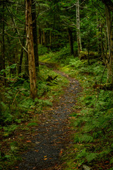 Wet Trail Cuts Through Forest