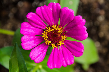 Obraz premium Close-up of a bright pink flower.