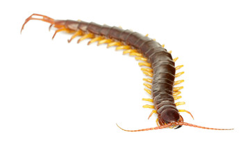 Image of centipedes or chilopoda isolated on white background. Animal. Poisonous animals.
