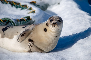 An adult harp seal with grey fur and dark spots. The animal is laying on white snow and ice. It has its head up in the air looking straight ahead with its flippers tucked in by its large belly.  