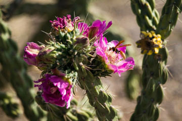 purple bloom in cactus attracting insects