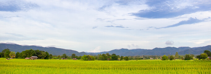 Cropped in website banner ratio. Landscape of beautiful jasmine rice field at countryside area in...
