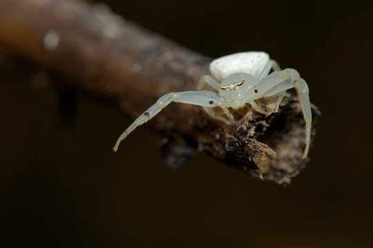 Image of white crab spider (Thomisus spectabilis) on dry branches. Insect Animal.
