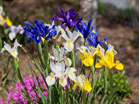 Multi-colored irises