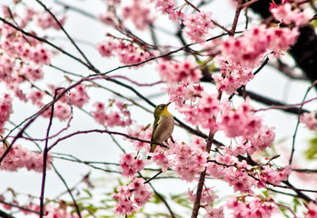 Cherry Blossom Blooming and Dongbaksae Camelia bird in Busan, South Korea, Asia