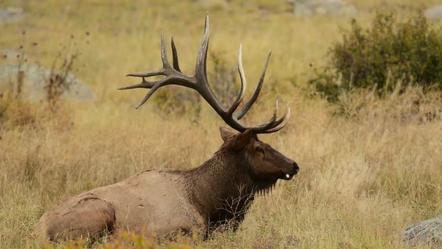 Bull Elk in the Rocky Mountains during the annual rut