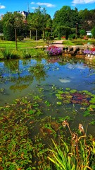 Fototapeta na wymiar pond with water lilies