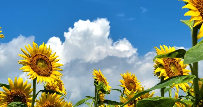 ひまわり畑 と 入道雲