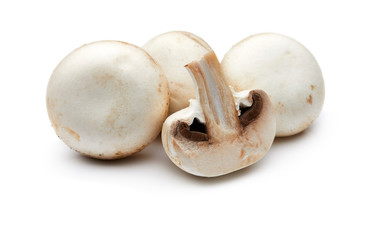 Mushroom Isolated on White Background
