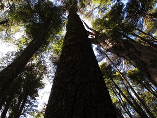 Fototapeta premium araucarias