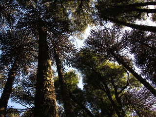 Obraz premium araucarias