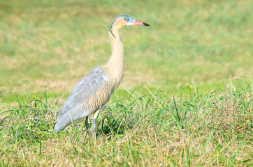 Obraz na płótnie Canvas whistling heron on the grass field