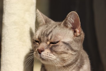 退屈表情の猫アメリカンショートヘアー