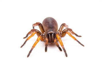 Close up  trapdoor spider on white background.