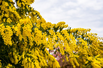 Obraz premium ミモザ