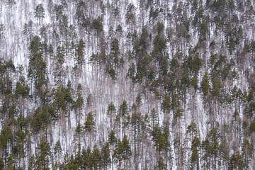 Forest in winter for backdrop. A lot of green Christmas trees and pines, trees without leaves. White snow. Concept of untouched nature, travel, adventure, New Year.