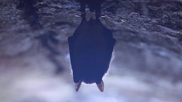 Close up strange animal Natterer's bat Myotis nattereri hanging upside down on top of cold brick arched cellar during hibernation. Creative wildlife shot.