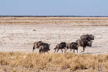 Naklejka na ściany i meble A herd of Blue Wildebeest -Connochaetes taurinus- also known as Gnus, heading out onto the salt pans of Etosha National Park, Namibia.