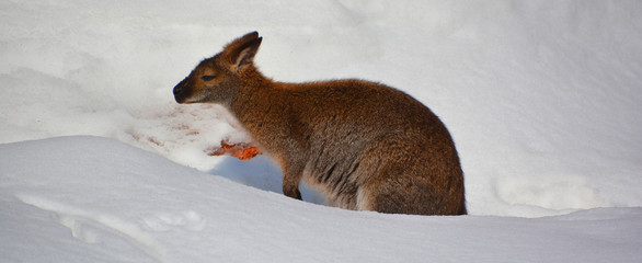 In winter wallaby is any animal belonging to the family Macropodidae that is smaller than a...