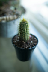 Cactus