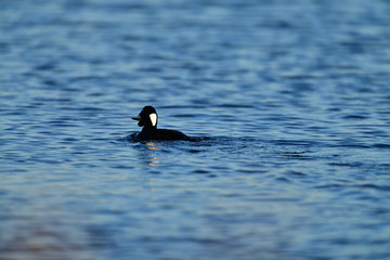 Fototapeta premium A Surf Scoter with Lunch in Bill