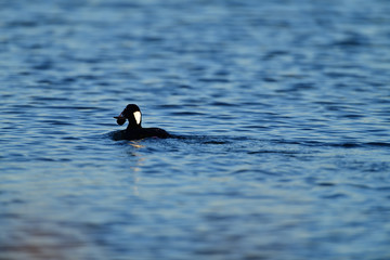 A Surf Scoter with Lunch in Bill