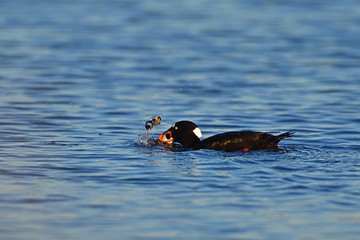 A Surf Scoter with Lunch in Bill