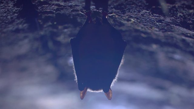 Close up strange animal Natterer's bat Myotis nattereri hanging upside down on top of cold brick arched cellar during hibernation. Creative wildlife shot.