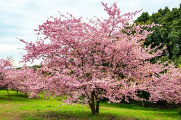 河津桜