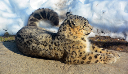 The snow leopard is a large cat native to the mountain ranges of Central and South Asia. It is listed as endangered on the IUCN Red List of Threatened Species © Daniel Meunier